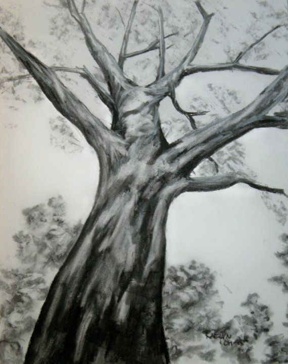 b tree drawing tool sycamore original charcoal drawing free u s shipping b tree drawing tool sycamore original charcoal drawing free u s shipping