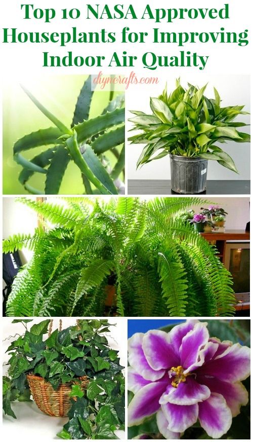 Top 10 Nasa Roved Houseplants For Improving Indoor Air Quality Top 10 Nasa Roved Houseplants For Improving Indoor Air Quality Gardens Gardening Art Crafts Plants House