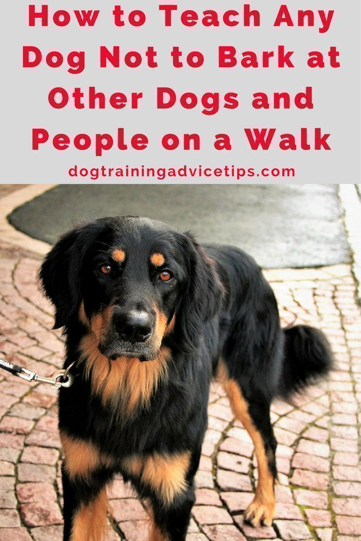 How To Teach Any Dog Not To Bark At Other Dogs And People On A