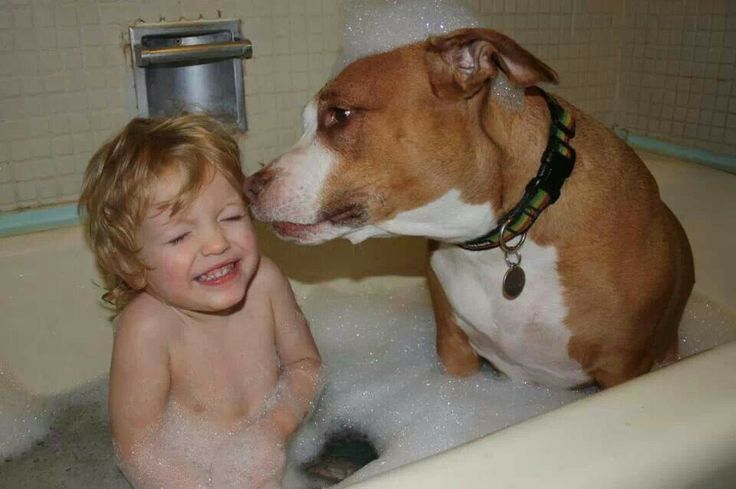 Pitbulls America S Favorite Dog Pitbulls America S Favorite Dog