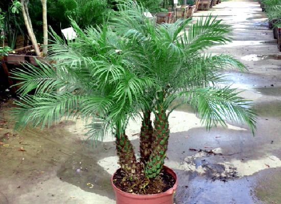 Pygmy Date Palm For In Houston Cold Hardy Trees Pygmy Date Palm For In Houston Cold Hardy Trees Tex Tree Nurseries Landscape Pinterest And