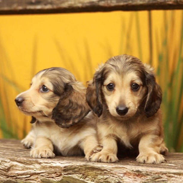 golden dox puppies for sale best 25 golden dachshund ideas on dachshund mix dachshund breed and golden dox puppies for sale best 25 golden dachshund ideas on dachshund mix dachshund breed and