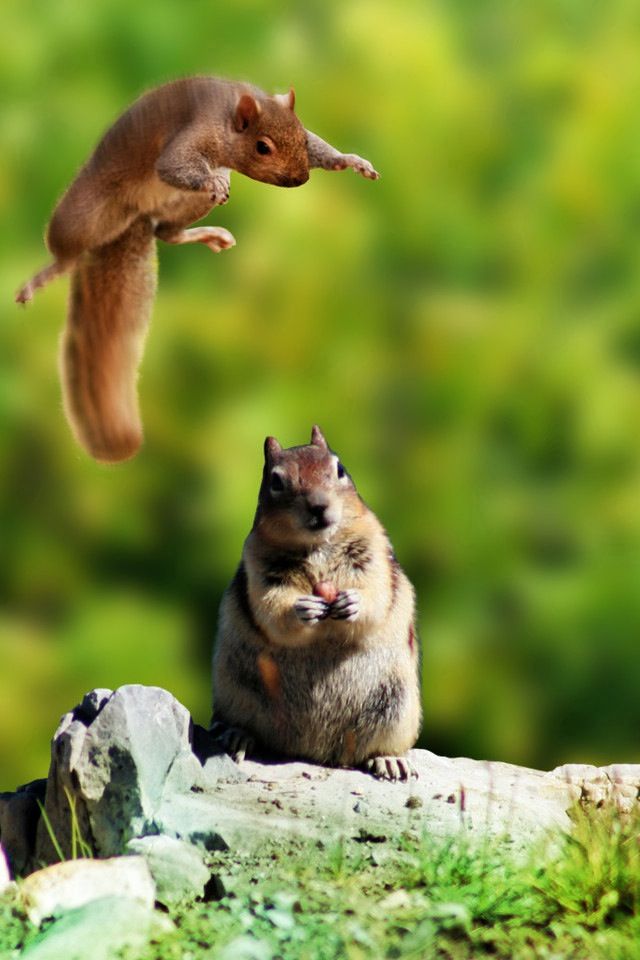 54 best squirrel memes images on pinterest squirrels christmas vacation squirrel attack