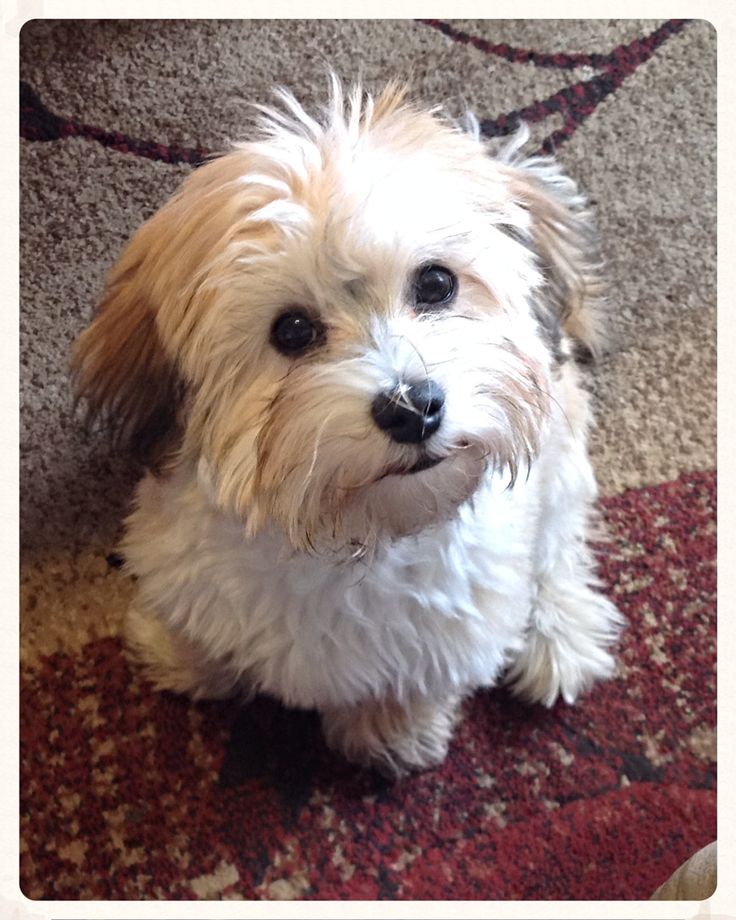 havanese grooming tips best 25 havanese grooming ideas on havanese puppies grooming tips havanese grooming tips best 25 havanese grooming ideas on havanese puppies grooming tips