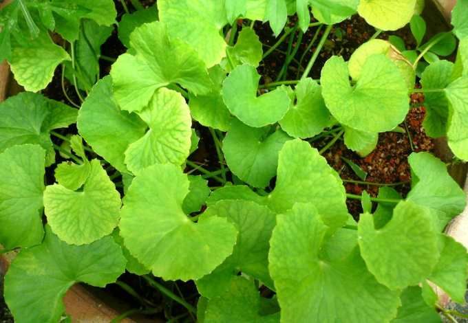 Para Que Sirve La Centella Asiatica Buena Salud Plantas Medicinales Plantas Hierbas