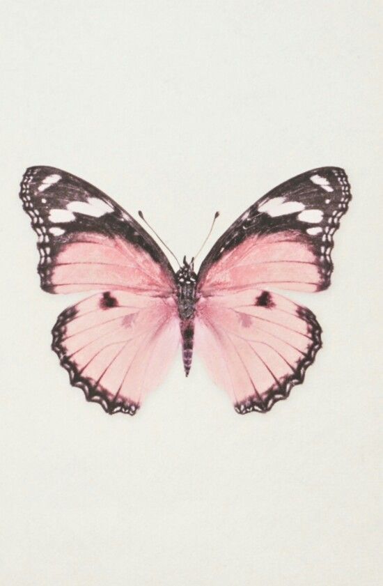 Butterfly - #butterfly - #wallpapers #4k #free #iphone #mobile #games #