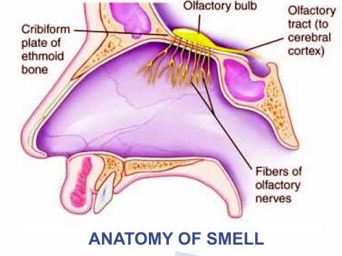 taste and smell anatomy Finally, small and her colleagues present strong evidence that the final common pathways of pleasant taste and smell go to the non-verbal right brain,. taste and smell anatomy Finally, small and her colleagues present strong evidence that the final common pathways of pleasant taste and smell go to the non-verbal right brain,.