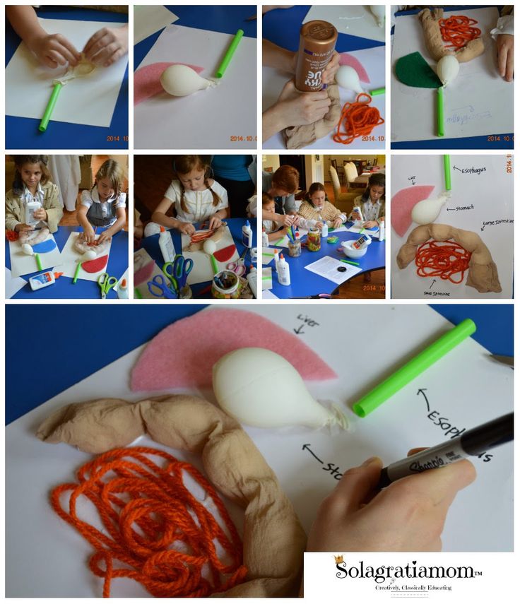 Building Ruminant Digestive System From Food Building Ruminant Digestive System From Food
