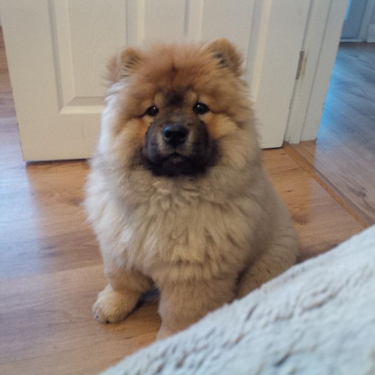 Chow Dog Breed Info Chow Dog Breed Info