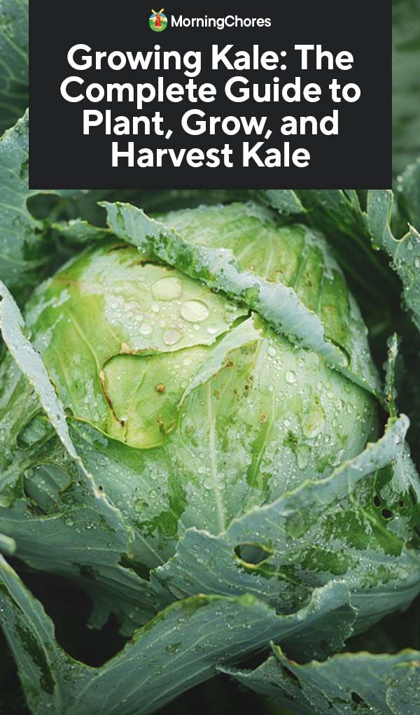 Growing Kale: The Complete Guide to Plant, Grow, and ... Growing Kale: The Complete Guide to Plant, Grow, and ... Companion Planting Kale