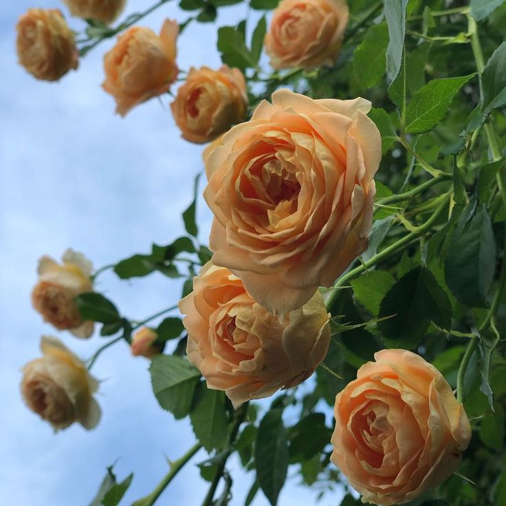 Jun Asami S Instagram Post 昨日の庭 ラ ドルチェ ヴィータ My Rose La Dolce Vita Yesterday Morning ラドルチェヴィータ ドルチェヴィータ デルバール デルバールローズ Ladolcevi In 21 Flowers Plants Rose Jun Asami S Instagram Post 昨日の庭 ラ ドルチェ ヴィータ My Rose La Dolce Vita Yesterday Morning ラドルチェヴィータ ドルチェヴィータ デルバール デルバールローズ Ladolcevi In 21 Flowers Plants Rose
