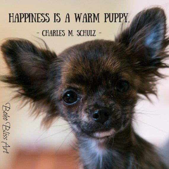 Charles M Schulz Quote Happiness Is A Warm Puppy Dog Quote Wall