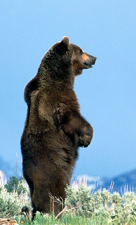 Pin by Kim Phillips on Beautiful Bears Bear, Prints, Instagram