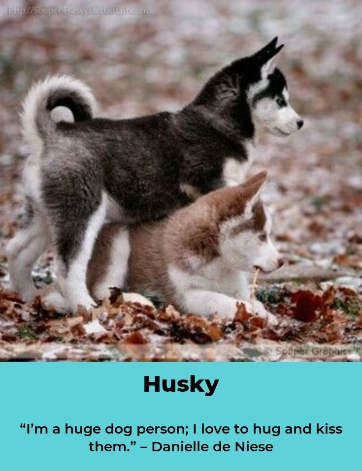 Siberian Husky Dog Siberianhuskyluvrs Siberianhuskyofinstagram