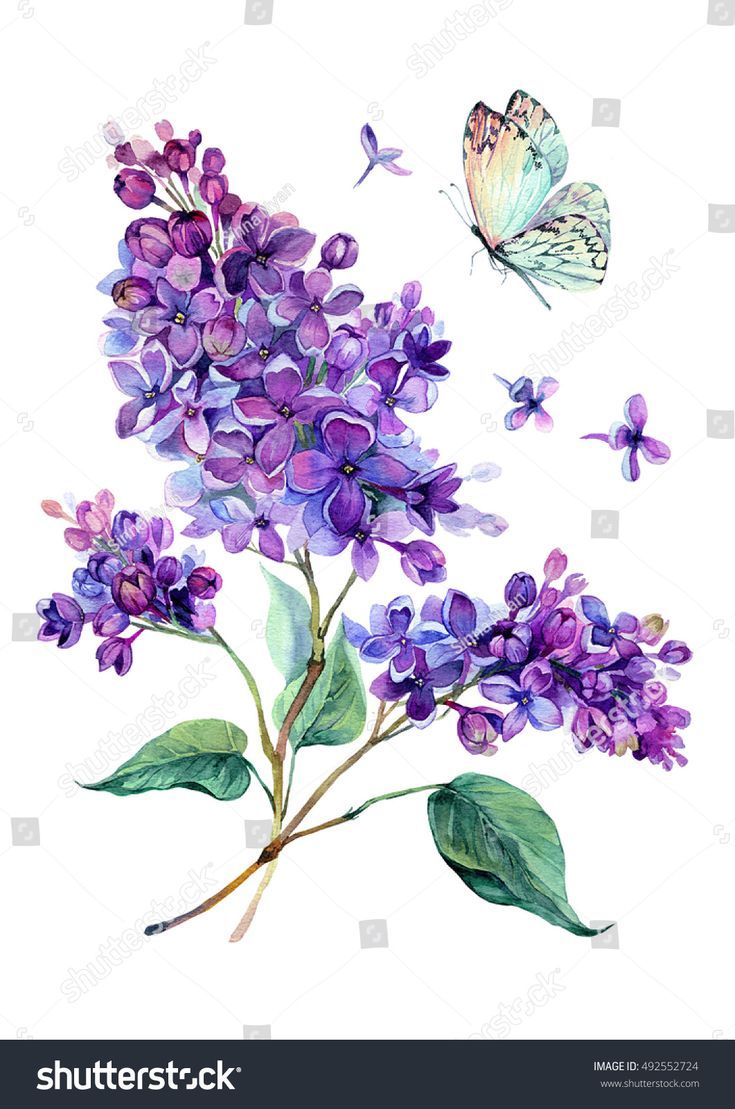 Watercolor Drawing Of Beautiful Lilac Bouquet And White Butterfly Hand Drawn Bo Watercolor Drawing Of Beautif Purple Flower Tattoos Flower Drawing Flower Art