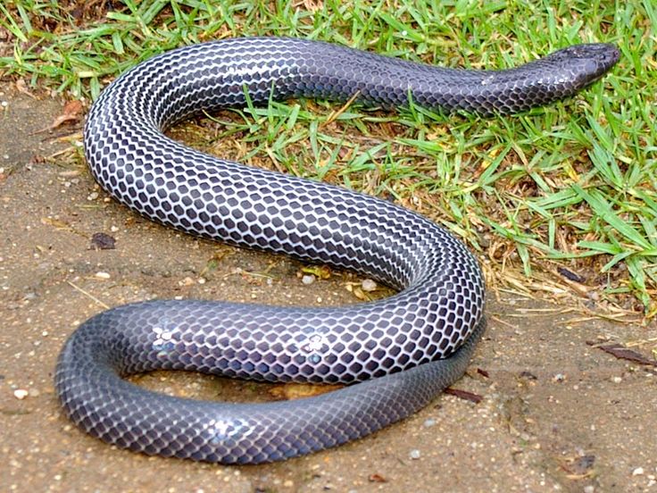 ibd snakes