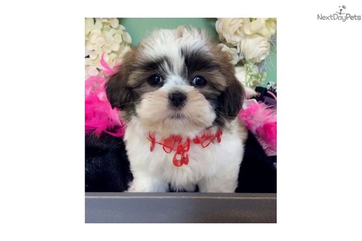 Butternut Shih Tzu Puppy For Sale Near Jacksonville Florida