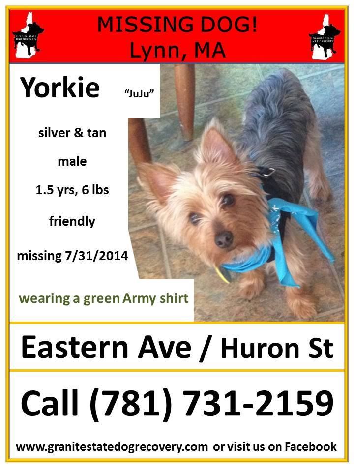 Missing In Lynn Swampscott Ma Juju Is A Male Yorkshire