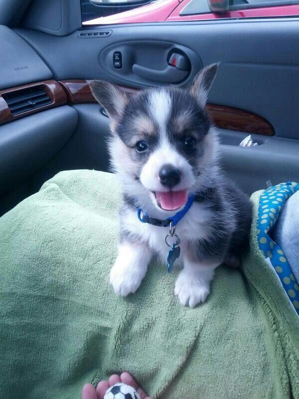 Mini Corgi Puppies For Sale >> Best 25+ Corgi husky mix ideas on Pinterest | Corgi husky puppies, Cute baby dogs and Corgi ... Mini Corgi Puppies For Sale >> Best 25+ Corgi husky mix ideas on Pinterest | Corgi husky puppies, Cute baby dogs and Corgi ...