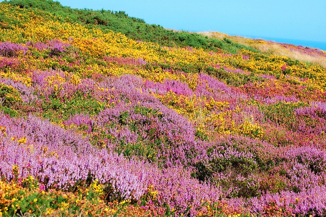 Heather Calluna Vulgaris And Gorse Ulex Europaeus Growing Along The Cliff Walk On Howth Head North Of Dublin Ireland Plants Plant Coastal Gardens Heather Plant, Shrubs For Coastal Gardens Ireland