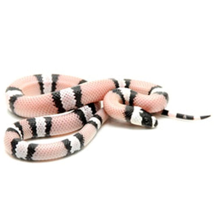 pale milksnake pale milksnake