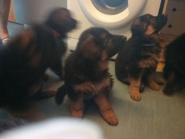 Beautiful German Shepherd Pedigree Puppies Available Puppies