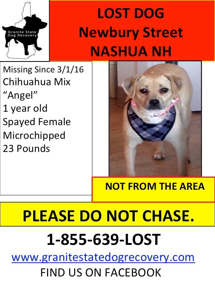 granite state recovery 132 best lost dogs nh images on granite state recovery and survival tips granite state recovery 132 best lost dogs nh images on granite state recovery and survival tips
