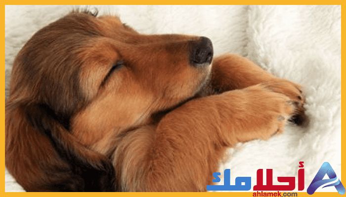 رؤية الكلاب في المنام وتفسير مطاردتها في الحلم Golden Retriever Animals Retriever