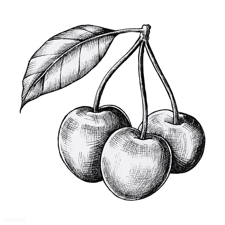 Hand Drawn Fresh Cherries Vector Premium Image By How To Draw Hands Fruit