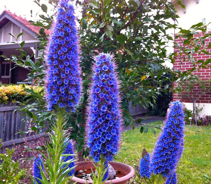 Best 25 Flowers Australia Ideas On Pinterest Thistle Plant Humble Flowers A Stunning Australian Native Called Echium