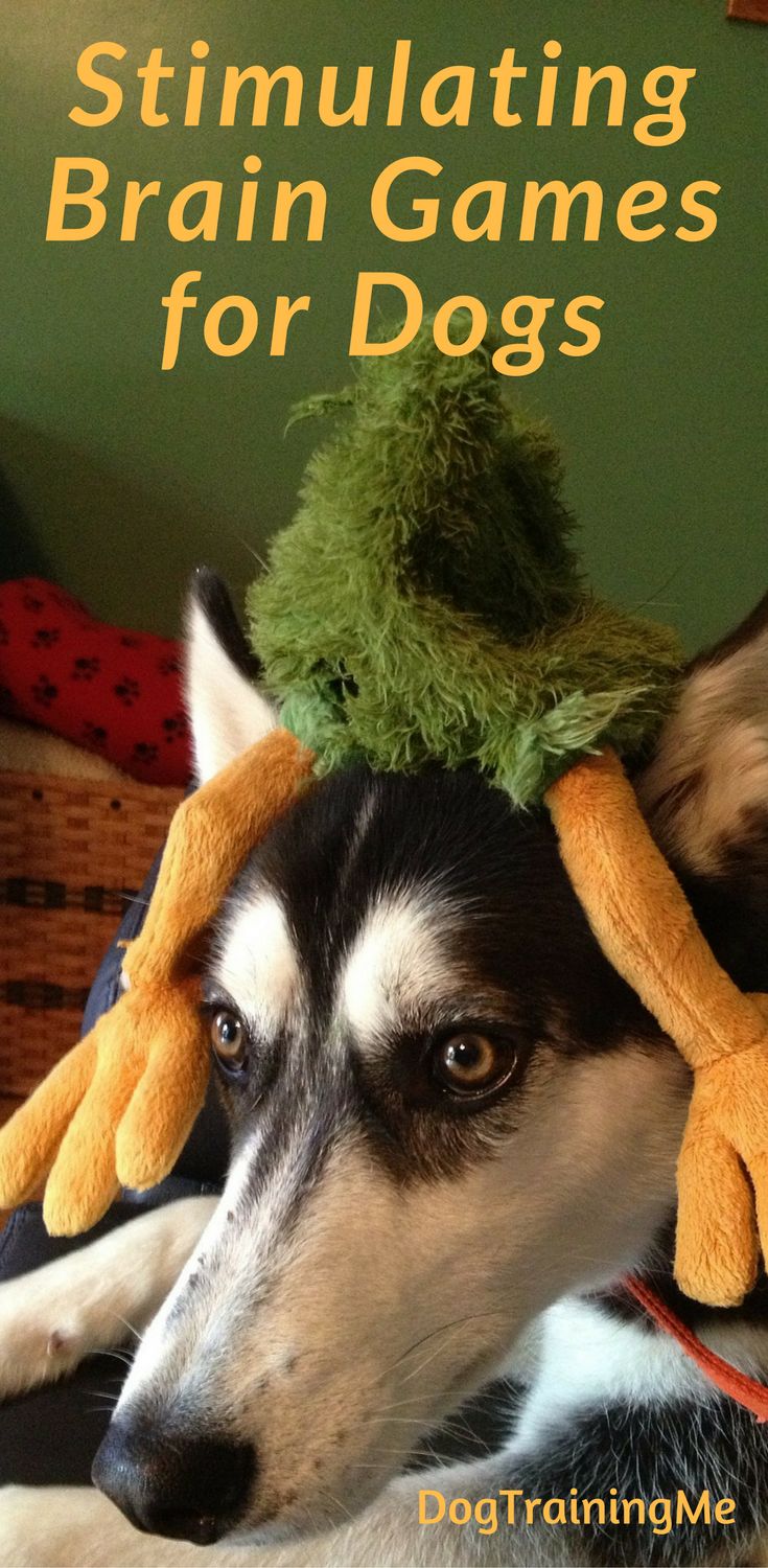 Dog games to for