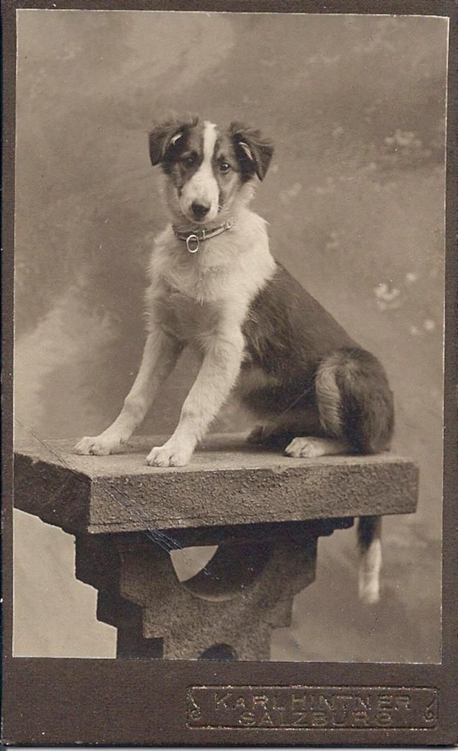 1909 Collie Puppy With Images Vintage Dog Dogs Dog Photograph