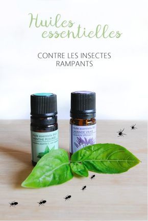 Huiles essentielles contre mouches Huiles essentielles contre mouches
