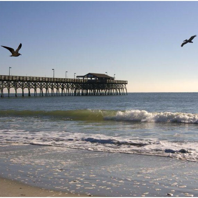 How To Find Conch Shells In Myrtle Beach How To Find Conch Shells In Myrtle Beach