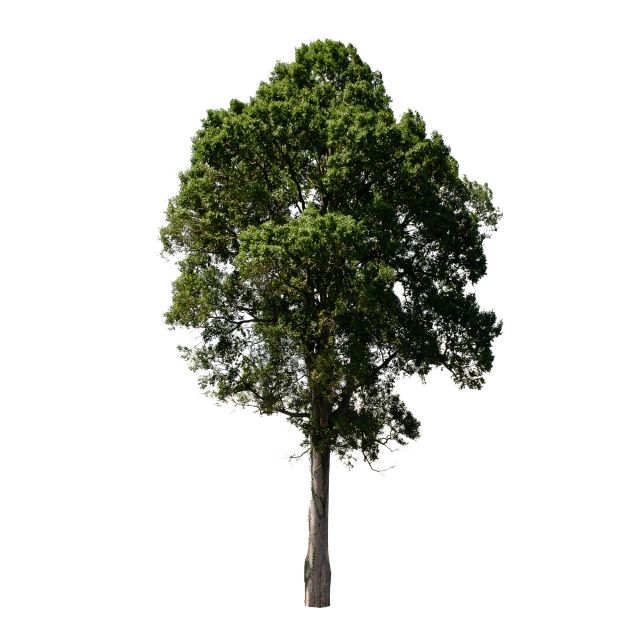 أشجار متفرقة على خلفية بيضاء شجرة عزل أبيض Png وملف Psd للتحميل مجانا Plants Tree White Background