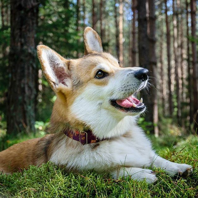 Pin by Corgi Care, Health & Training on Corgi | Corgi, Corgi funny