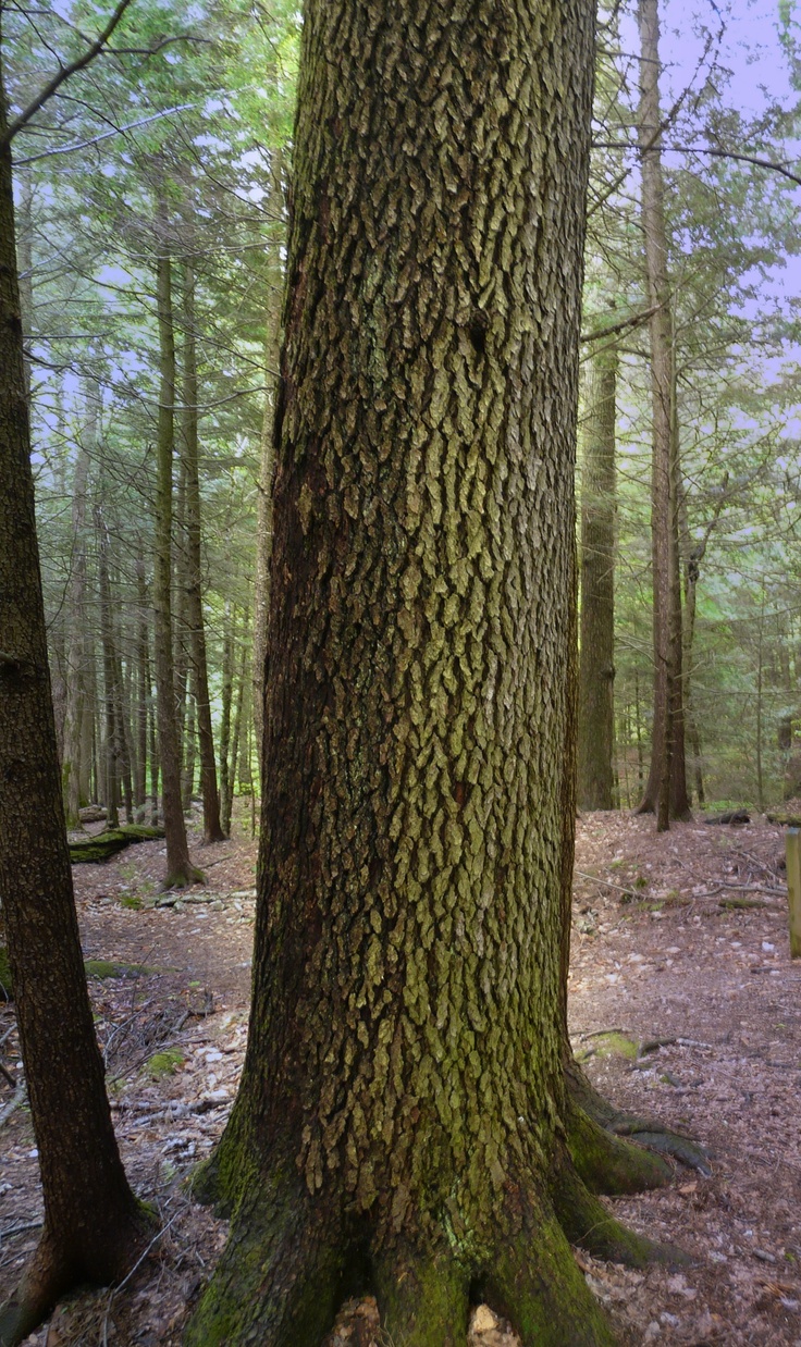 9 cherry tree groveland ma 82 best growth forests of new images on forests woodland forest and woods 9 cherry tree groveland ma 82 best growth forests of new images on forests woodland forest and woods
