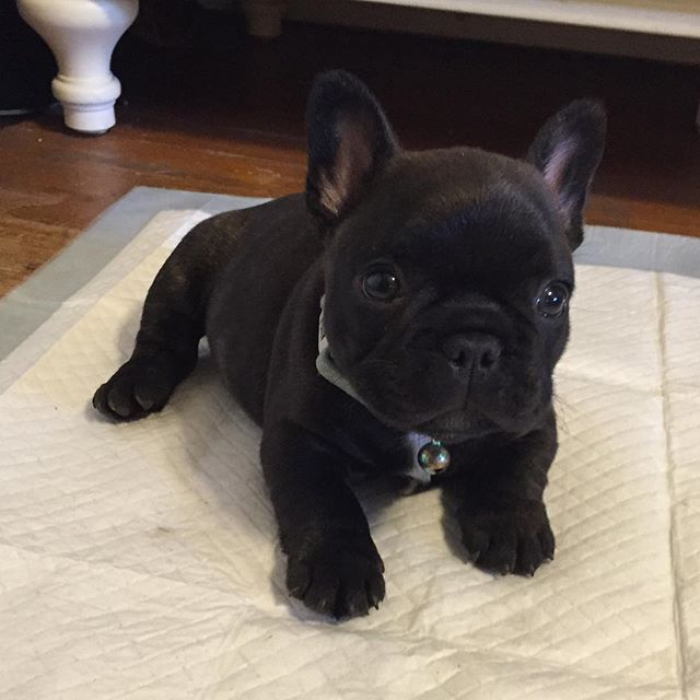 French Bulldog Puppy 6 Weeks Old Buldog French Bulldog