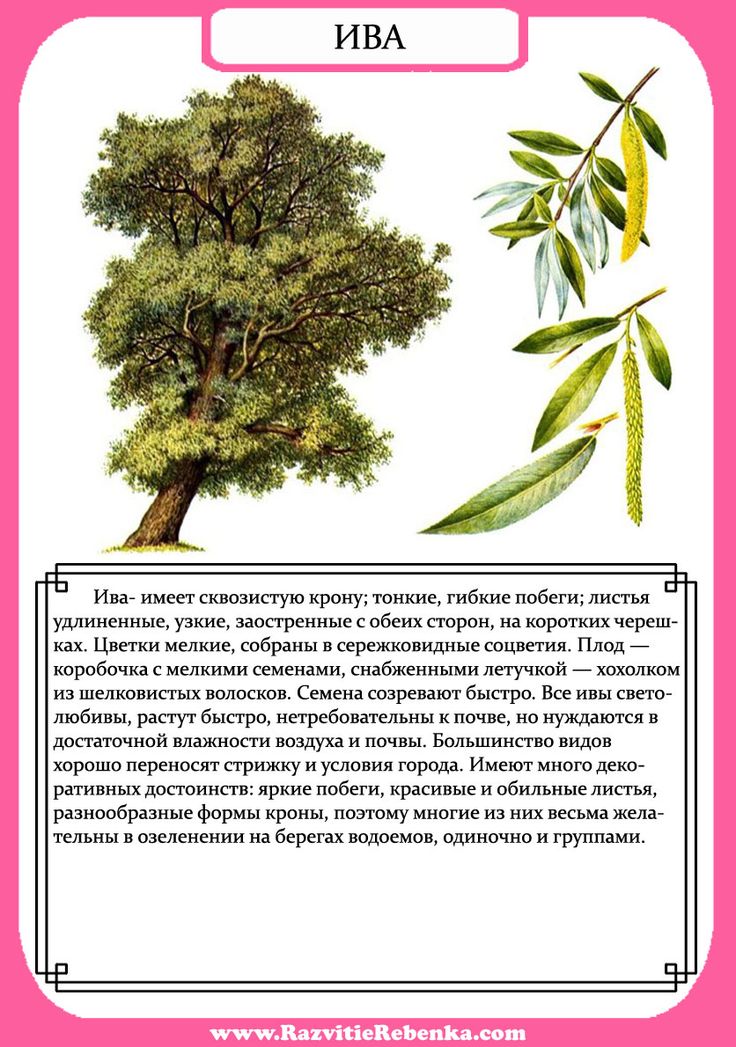 Деревья. Веточки деревьев. Листья. Знакомим детей с названиями деревьев. Запомин