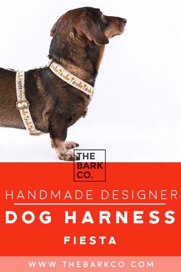 Fiesta Dog Harness Dog Harness Dogs Dog Design