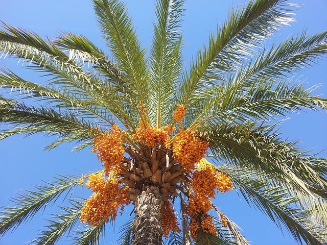 30 Indigenous Desert Plants That Can Grow In Harsh Climate Desert 30 Indigenous Desert Plants That Can Grow In Harsh Climate Desert