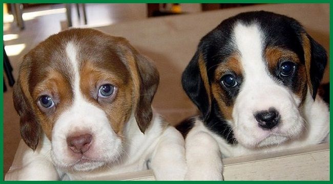Pics Of Dog Breed Boxer Pics Of Dog Breed Boxer