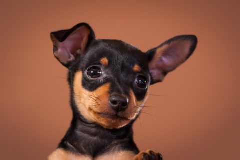 RefrigeratorsMiniature Pinscher I Love My Min PinCars Dog Bone Magnet