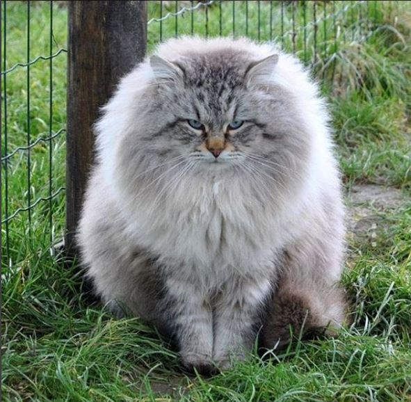 Gato Siberiano: La raza del Bosque de SIberia | Gatos, Gatos ...
