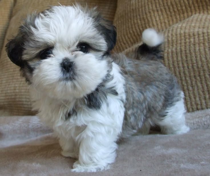buying a shih tzu puppy what to look for best 25 shih tzu ideas on shih tzu puppy shihtzu grooming and shitzu puppies buying a shih tzu puppy what to look for best 25 shih tzu ideas on shih tzu puppy shihtzu grooming and shitzu puppies