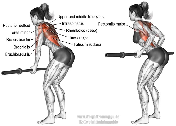 51 best back exercises images on pinterest work outs gym and weights what exercise works the trapezius