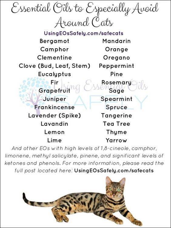 Best Eo For Cat Scratch Best Eo For Cat Scratch