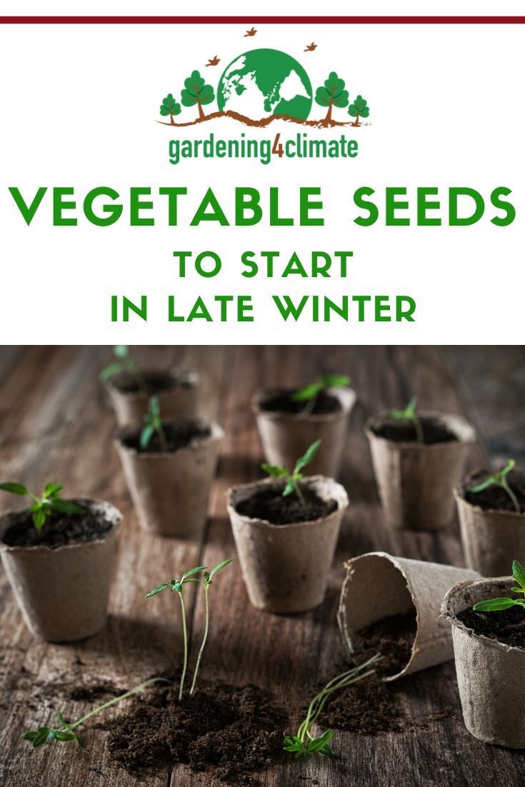 Germinating Seeds Indoors For An Early Crop In 2020 Winter