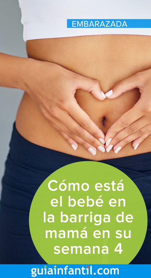 Cómo Está El Bebé En La Barriga De Mamá En Su Semana 4 4 Semanas De Embarazo Embarazo Desarrollo Fetal