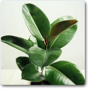 10 indoor plants you cant kill so far my rubber tree plant is doing great maybe i need a zz plant too - Tall Flowering House Plants 10 indoor plants you cant kill so far my rubber tree plant is doing great maybe i need a zz plant too - Tall Flowering House Plants